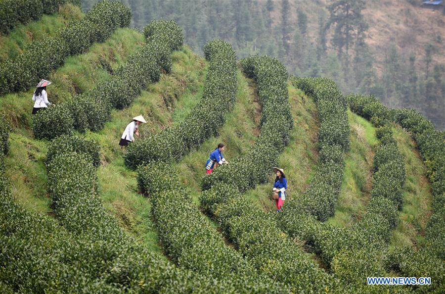 CHINA-GUIZHOU-TEA GARDEN (CN)