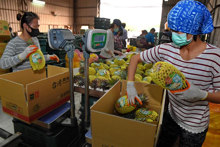 CHINA-KAOHSIUNG-PINEAPPLE-HARVEST (CN)