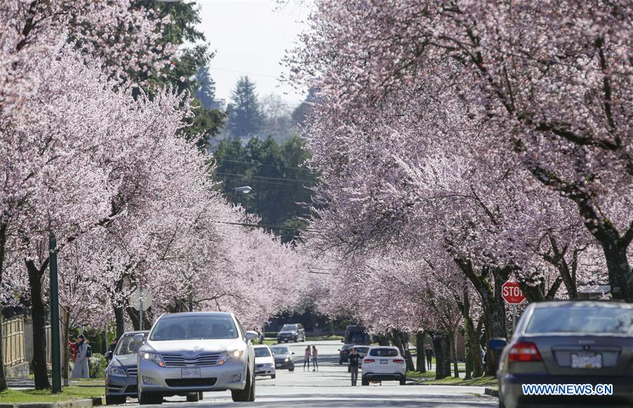 CANADA-VANCOUVER-CHERRY BLOSSOMS