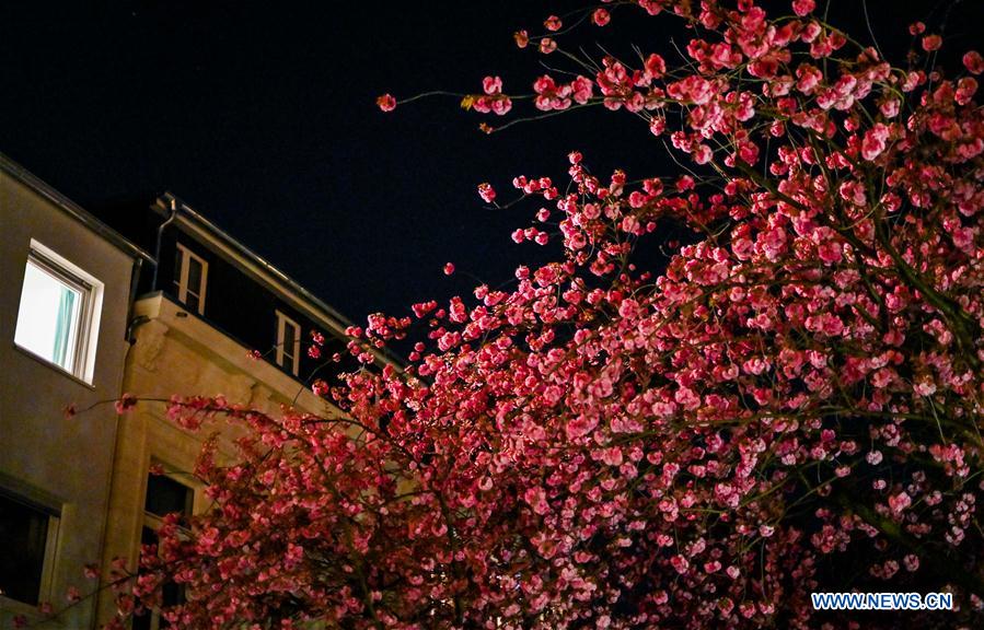 GERMANY-BONN-CHERRY BLOSSOM