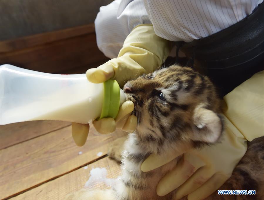 #CHINA-HEILONGJIANG-SIBERIAN TIGER-BREEDING (CN)