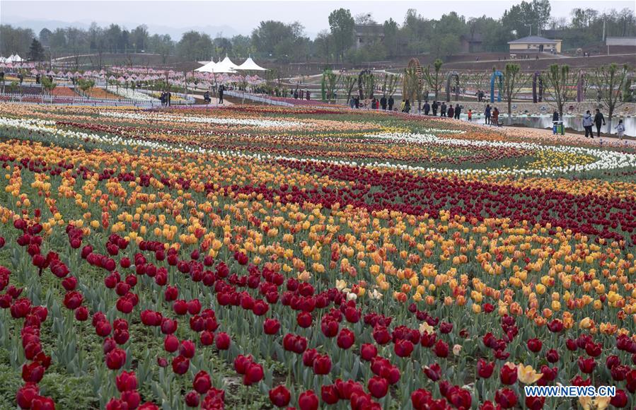 CHINA-SHAANXI-LUONAN-TULIP-TOURISM(CN)