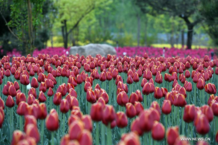 CHINA-TIANJIN-TULIPS (CN)