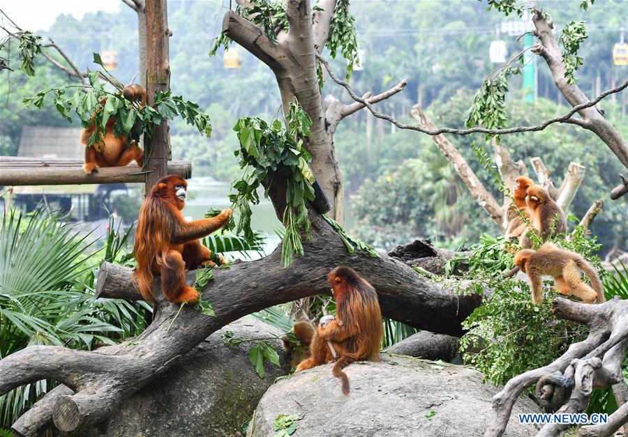 CHINA-GUANGZHOU-GOLDEN SNUB-NOSED MONKEY-NEWBORN (CN)