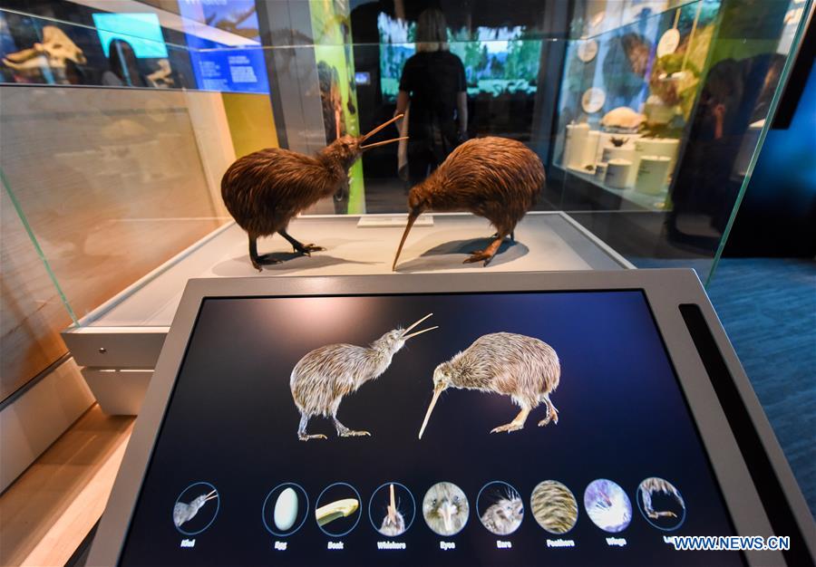 NEW ZEALAND-WELLINGTON-NATIONAL MUSEUM-NATURE EXHIBITION-REOPEN