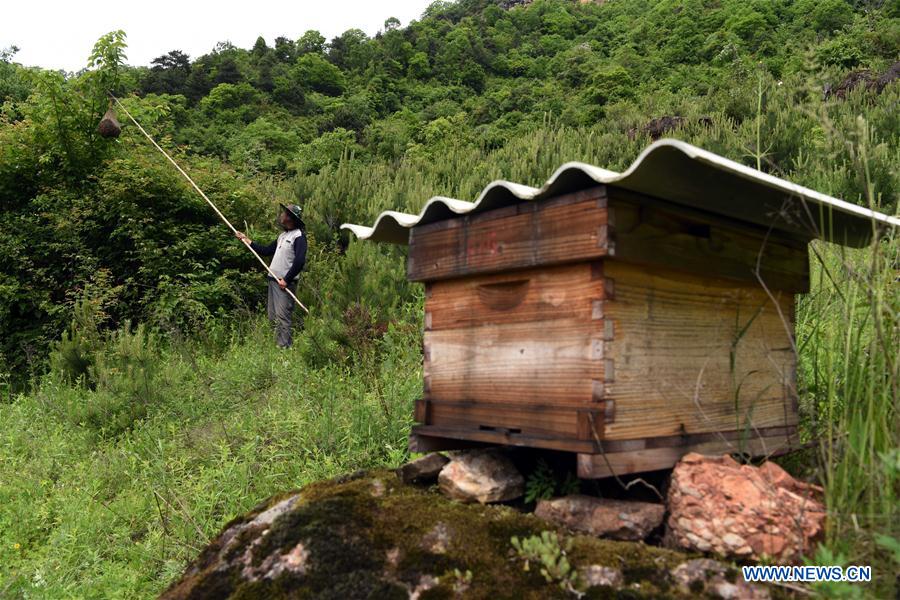 CHINA-GANSU-BEE CULTIVATION (CN)