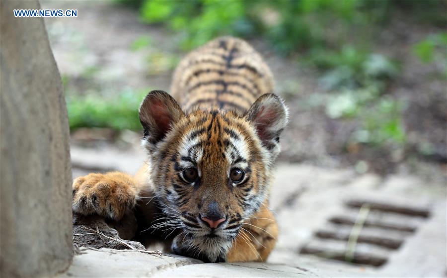 CHINA-HENAN-ZOO-SOUTH CHINA TIGER-CUBS (CN)