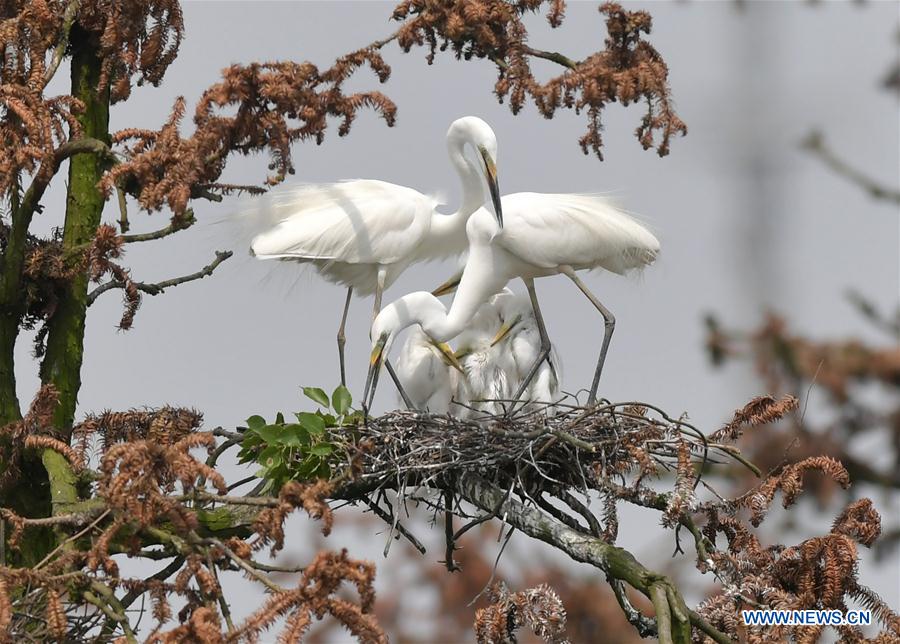 CHINA-JIANGXI-NANCHANG-EGRET (CN)