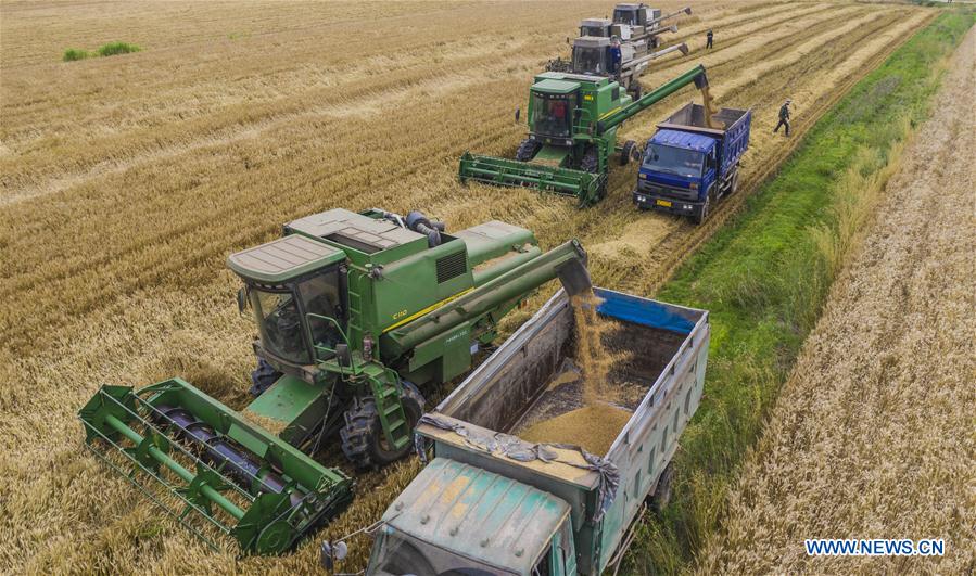 #CHINA-WHEAT-HARVEST (CN)