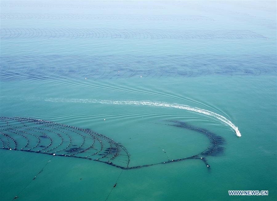 CHINA-SHANDONG-YANTAI-ECONOMY-AQUACULTURE (CN)