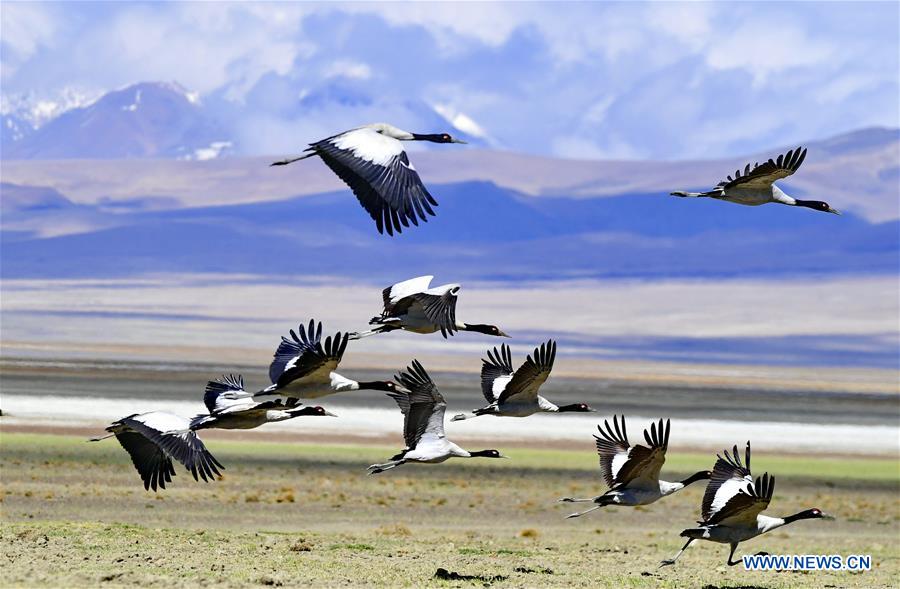 CHINA-TIBET-YADONG-BLACK-NECKED CRANES (CN)