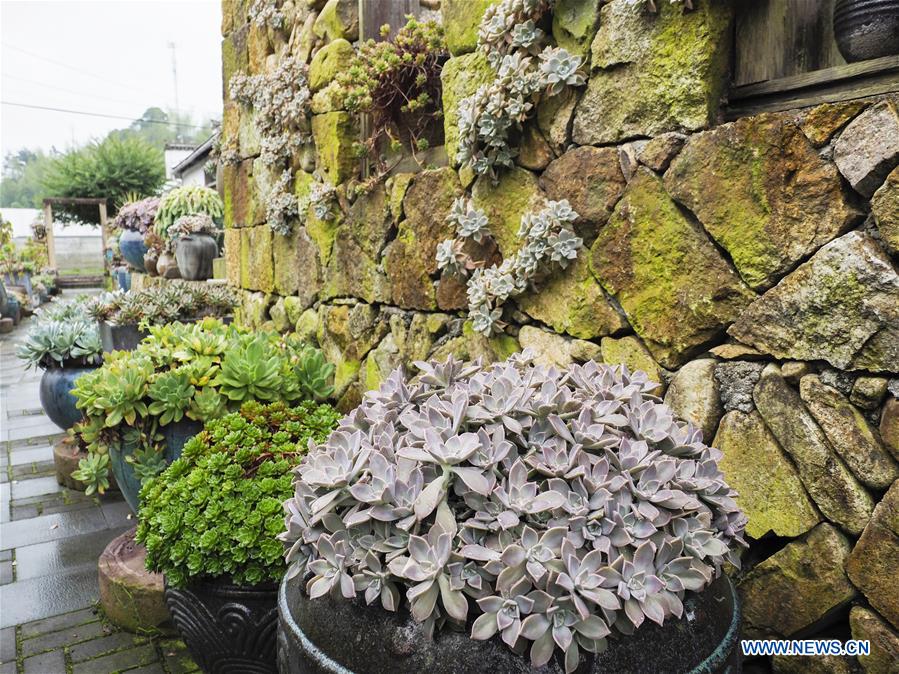 #CHINA-ZHEJIANG-LISHUI-SUCCULENT PLANTS (CN)