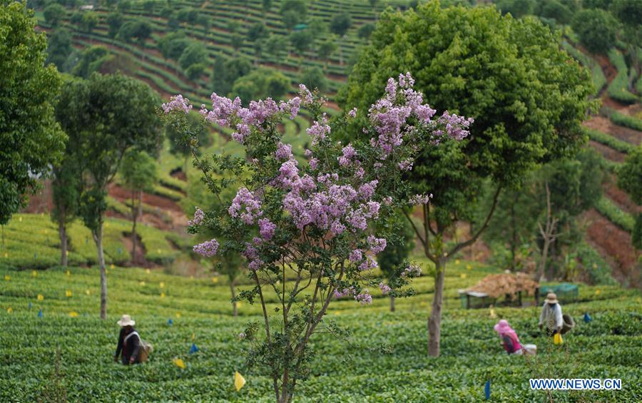 CHINA-YUNNAN-PU'ER-TEA PICKING (CN)