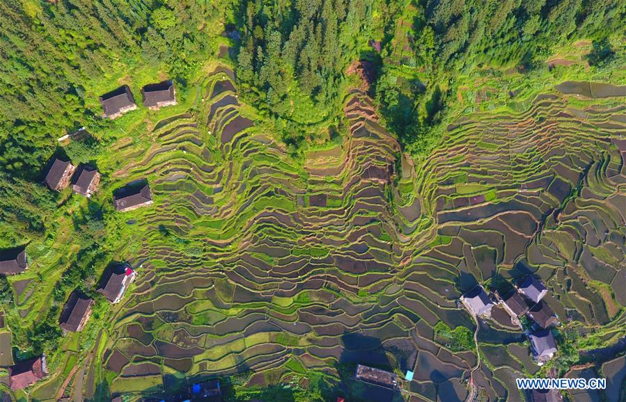 CHINA-GUANGXI-RONGSHUI-TERRACED FIELDS (CN)