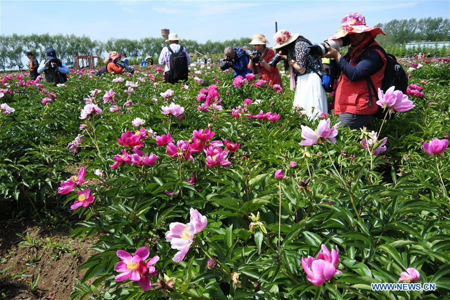 #CHINA-HEILONGJIANG-MUDANJIANG-PEONY-BLOSSOM