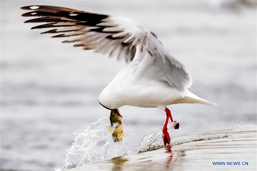 CHINA-QINGHAI-NAKED CARP-MIGRATION-SPAWNING (CN)