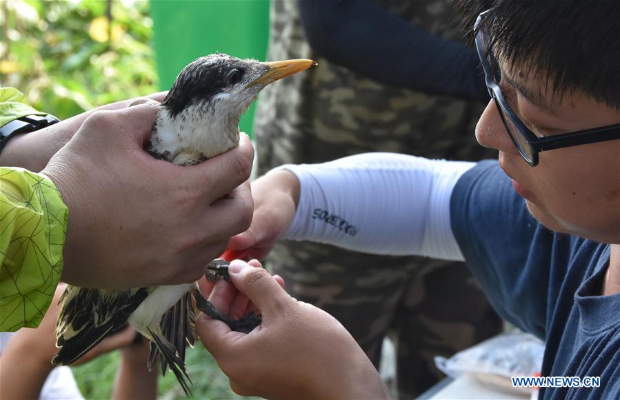 CHINA-ZHEJIANG-NINGBO-CHINESE CRESTED TERN(CN)