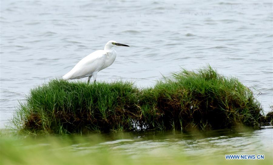 CHINA-CHIAYI-EGRETS (CN)