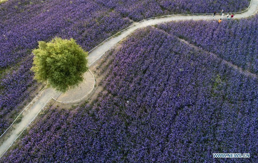 CHINA-NINGXIA-MAOWUSU DESERT-VERVAIN (CN)