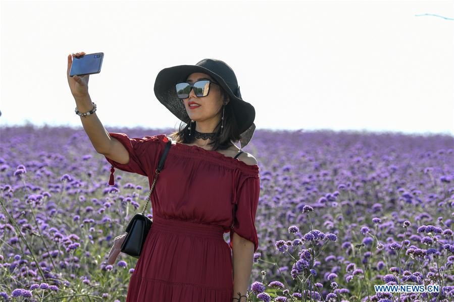 CHINA-NINGXIA-MAOWUSU DESERT-VERVAIN (CN)