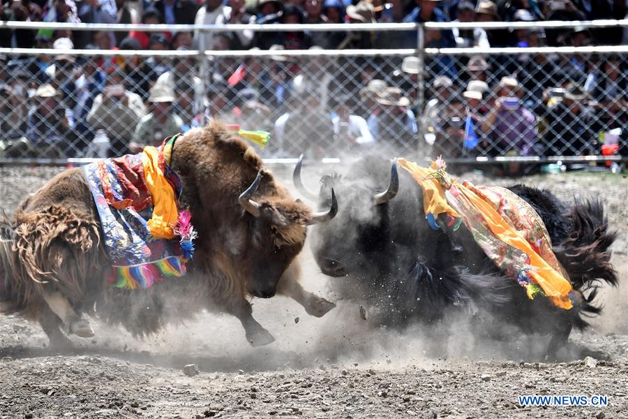 (InTibet)CHINA-TIBET-XIGAZE-BULLFIGHT(CN)