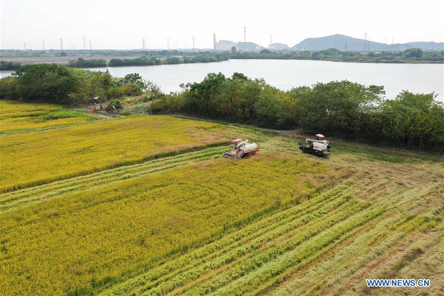 CHINA-ZHEJIANG-HUZHOU-PADDY RICE-HARVEST (CN)