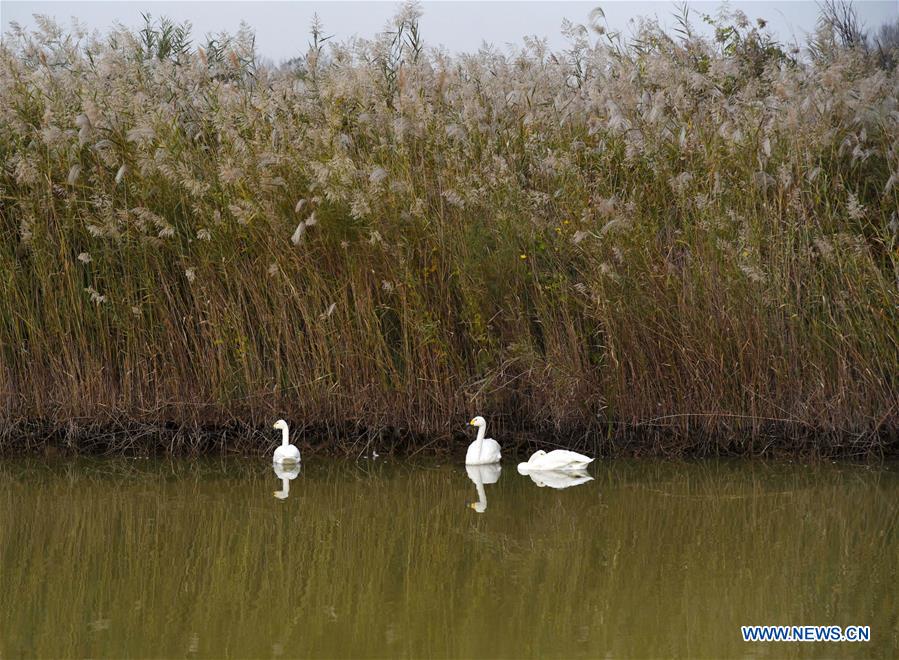 CHINA-SHANDONG-YELLOW RIVER DELTA-SCENERY (CN)