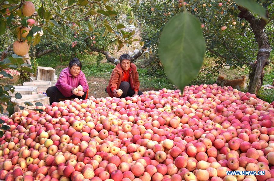 CHINA-SHANDONG-YIYUAN-APPLE-HARVEST (CN)