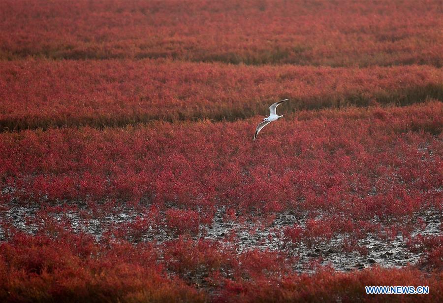 CHINA-LIAONING-PANJIN-RED BEACH-SCENERY (CN)