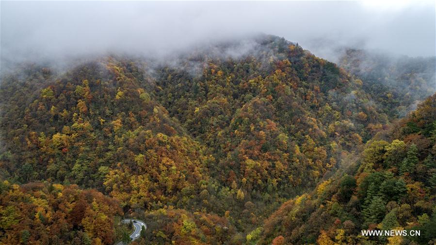 CHINA-HUBEI-SHENNONGJIA-AUTUMN SCENERY (CN)