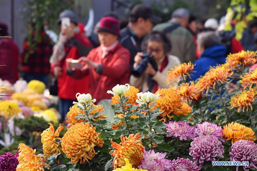 CHINA-BEIJING-CHRYSANTHEMUM-EXHIBITION (CN)