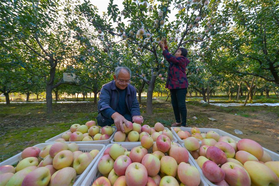 CHINA-HEBEI-HANDAN-APPLE-HARVEST (CN)