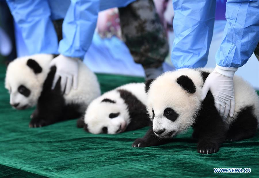 CHINA-SHAANXI-GIANT PANDA-FIRST APPEARANCE (CN)