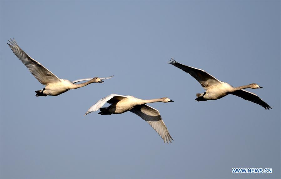 CHINA-HENAN-SANMENXIA-WHITE SWANS (CN)