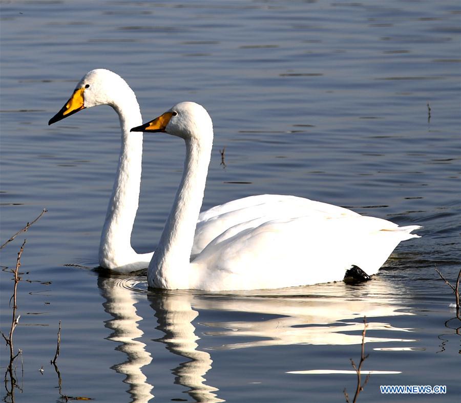 CHINA-HENAN-SANMENXIA-WHITE SWANS (CN)