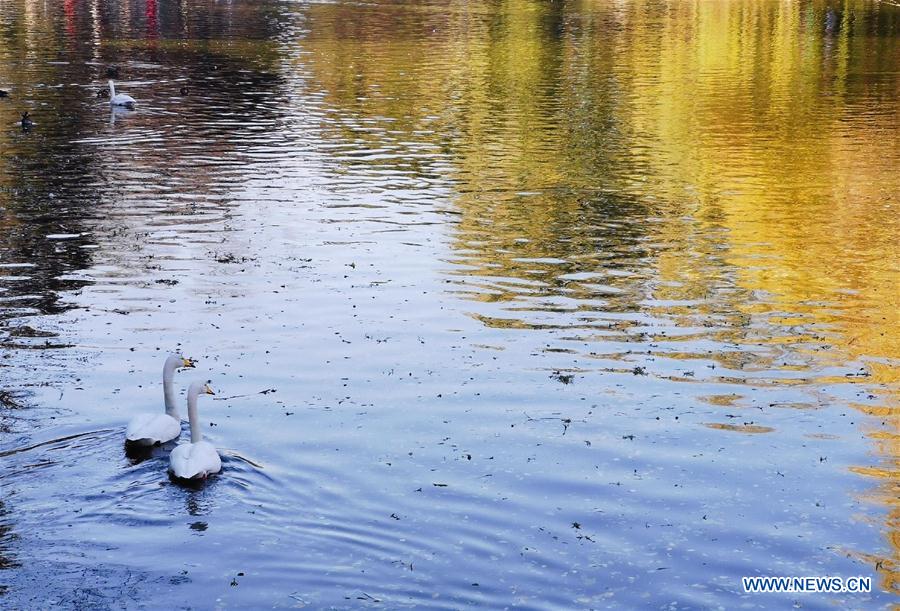 (BeijingCandid)CHINA-BEIJING-AUTUMN (CN)