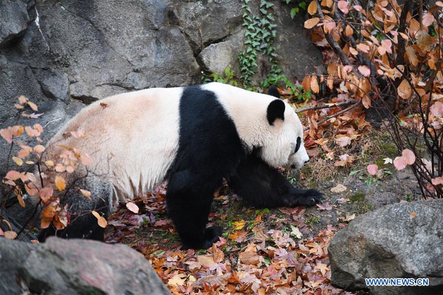 U.S.-WASHINGTON D.C.-CHINA-GIANT PANDA BEI BEI-DEPARTURE