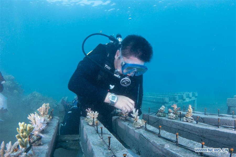 INDONESIA-BALI-CORAL REHABILITATION