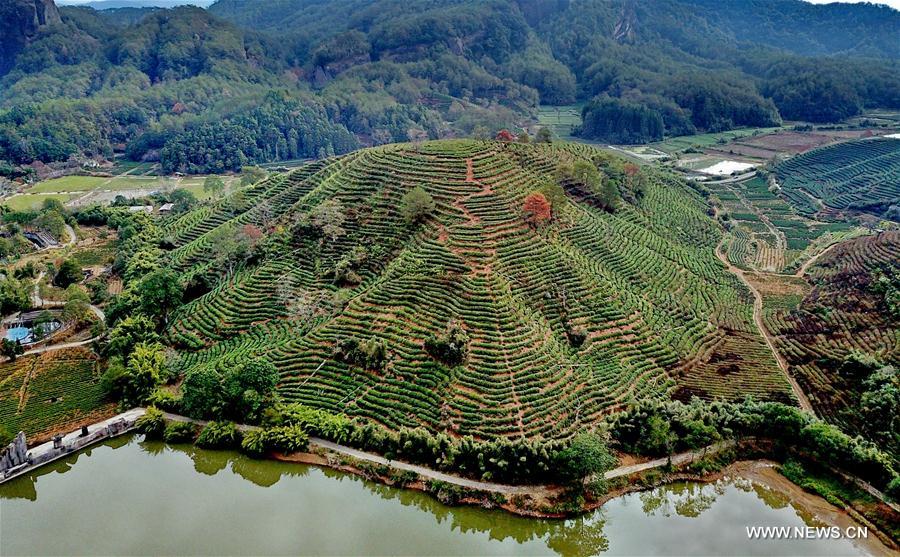 CHINA-FUJIAN-WUYI MOUNTAIN-SCENERY (CN)