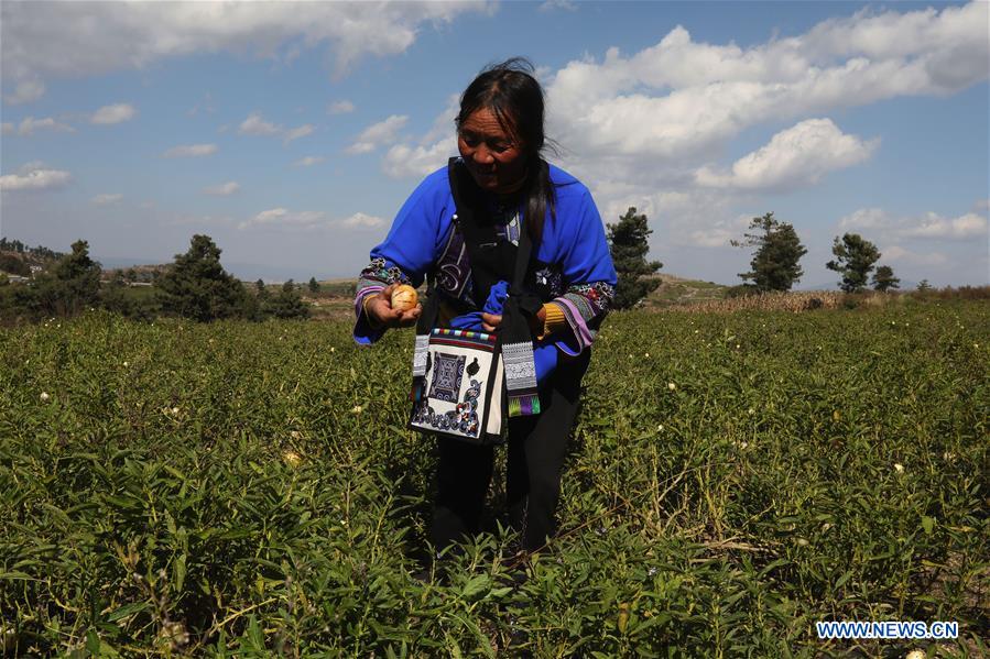 CHINA-YUNNAN-SHILIN-POVERTY ALLEVIATION-PEPINO MELON-INDUSTRY (CN)