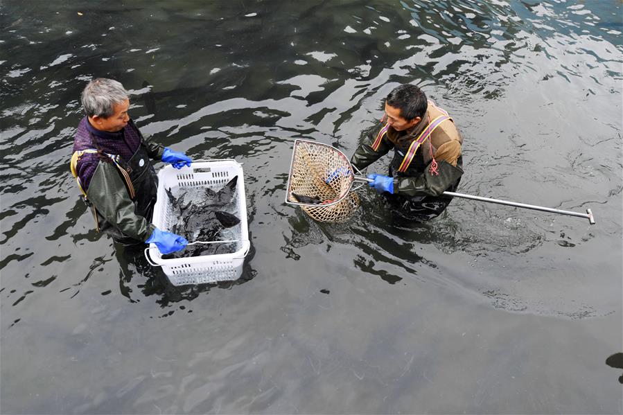 CHINA-GUIZHOU-TONGREN-ORGANIC AGRICULTURE (CN)