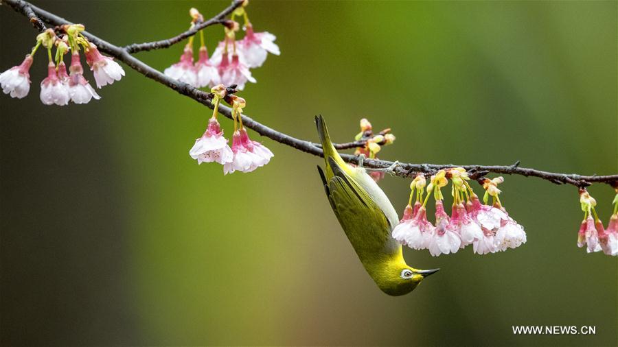 CHINA-FUJIAN-FUZHOU-WHITE-EYE-BIRD (CN)