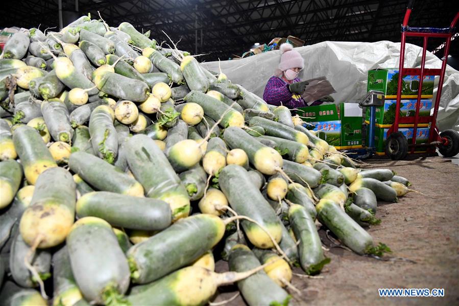 CHINA-SHANDONG-SHOUGUANG-VEGETABLE SUPPLY (CN)