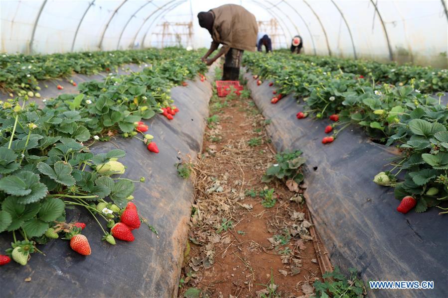 ALGERIA-ALGIERS-STRAWBERRY-FARM