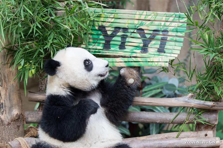 MALAYSIA-KUALA LUMPUR-GIANT PANDA CUB-NAMING-YI YI