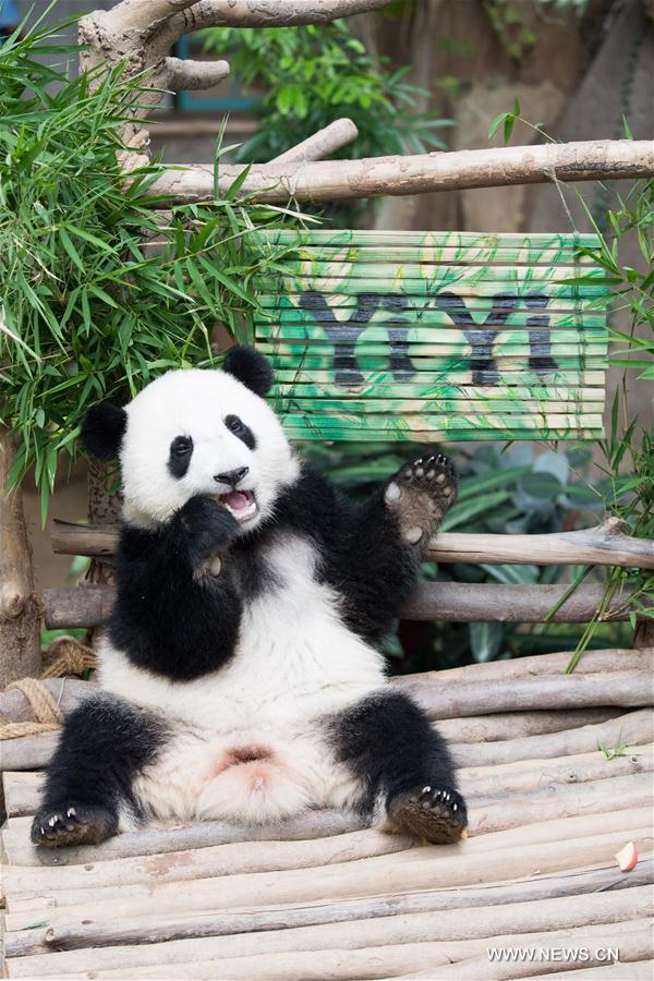 MALAYSIA-KUALA LUMPUR-GIANT PANDA CUB-NAMING-YI YI