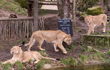 Annual stocktake starts at ZSL London Zoo