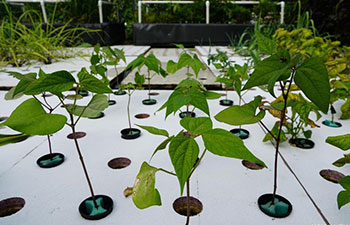 In pics: outdoor aquaponics farm in Brooklyn, New York