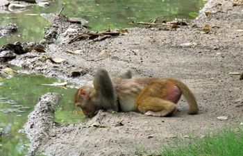 In pics: monkeys on road in Islamabad, Pakistan