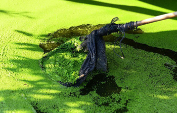 Palestinian farmers cultivate Azolla ferns to feed livestock